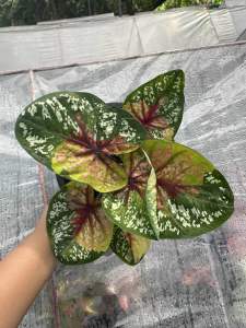 บอนสี เกสรภูมิรินทร์ กระถาง 6 นิ้ว