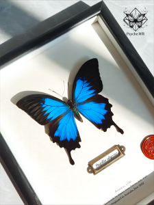Blue Real Butterfly Specimen Display Case