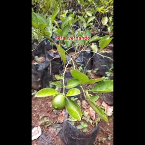 Bibit Jeruk Nipis Sudah Berbuah Tanaman Jeruk Nipis Super Cangkok