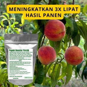 Pupuk Booster Persik Pelebat Organik Cepat Berbuah Lebat Besar Anti Rontok Pembesar Persik