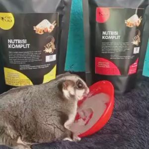 Nutrisi Komplit Makanan Praktis Harian Langsung Seduh Sugar Glider