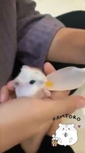 Nutri Dex Obat Nutrisi dan Penumbuh Bulu Hamster Kelinci Sugar Glider Mencegah Kerontokan