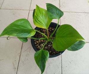 ไม้มงคล พัดโบกด่างเหลือง