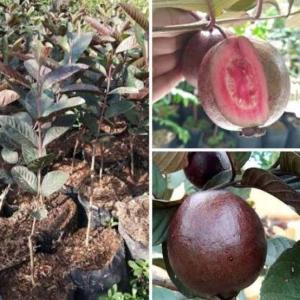 Bibit jambu merah Australia siap tanam cepat berbuah manis - tanaman jambu merah Australia - bisa COD