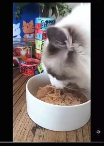 Pet Wet Food Broth Canned Food Complete Nutrition Supports Hydration For Cats & Dogs 85g