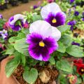 Tanaman Hias Bunga Viola & Pansy Edible Flower Varian Warna. 