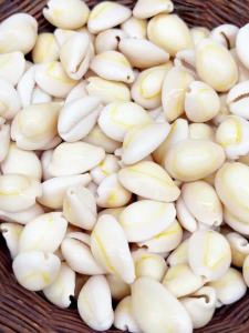 10/20 PCS Natural Seashells with Golden Edges - DIY Craft Supplies for Home Decor Fish Tank & Mediterranean-Style Projects