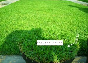 Benih biji rumput golf dan jepang 50Gram - JEPANG 50GR / BERMUDA GRASS biji rumput jepanggolf 50gram