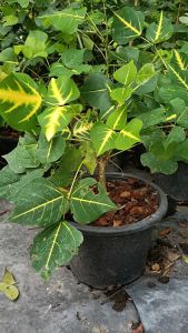 ปาริชาต ทองหลางลาย กระถาง 11 นิ้ว ต้นสวยและแข็งแรง (กทม)