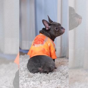 เสื้อคู่เจ้าของ x สัตว์เลี้ยง เสื้อหมา เสื้อแมว มัดย้อม สกรีนลาย (เฉพาะเสื้อสัตว์เลี้ยง) | CLAWSET.BKK