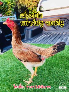 ไข่เชื้อ_พม่า/เปรู. พัฒนาลูกเตะหนักๆครับ