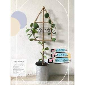 ไม้หลักเลื้อย ไม้หลักรูปบ้านเสาไม้เลื้อย ขนาด 100x25ซม. ราคาชิ้นละ 95 บาท✅✅