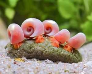 11pcs Red Cherry Snails Ramshorn Snails Aquatic Tank Cleaner