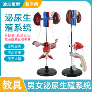 Male Female Human Urinary Reproductive System Model Anatomical Kidney Bladder Ureter Structure Teaching Instrument for Lab Use