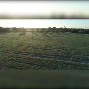 IAM WORLDWIDE Amazing Pure Organic Barley BEST SELLER Powdered Drink from Australia 10 sachets