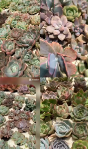 Set 10 sen đá mini 25-4cm LỖI 1 ĐỔI 1 Cây thuần khí hậu Già Mập Khỏe