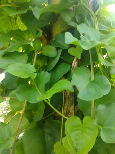 Daun Binahong hijau segar dipetik pasmasuk order  1 kg