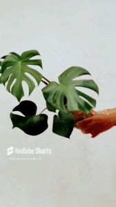 tanaman hias daun monstera deliciosa