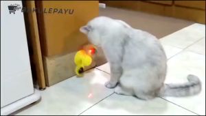 Mainan Hewan Peliharaan Kucing Windmill Gigitan Interaktif Otomatis Toy Cat Ball Teeth