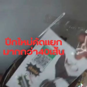 ปีกต่อไก่ชน 1ชุด 40เส้น ไก่ชน สีกรด การชนกระชับ