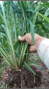 [2000 biji] BENIH RUMPUT MOMBASA GHINE F1 || RUMPUT PAKAN TERNAK PREMIUM ORIGINAL