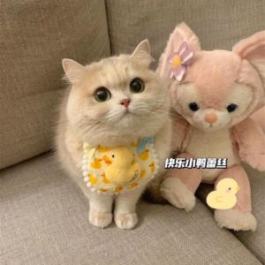 Adorable Cat Dog Bandana Lace Fabric Saliva Towel Hand Knitted Photo Props Neck Warmer Decoration Pet Leash Adjustable Length