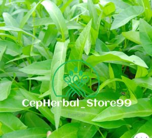 Benih Bibit kangkung 100 biji Benih kangkung unggulan Benih kangkung super