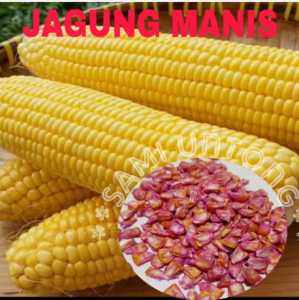 500 BUTIR BENIH BIJI JAGUNG MANIS bibit tanaman jagung manis madu berkualitas terbaik