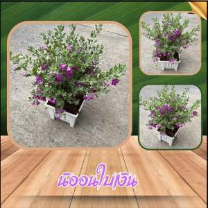 นิออนใบเงินไม้แดดดอกมีสีม่วงส่งพร้อมกระถางสีขาวทรงสี่เหลี่ยม