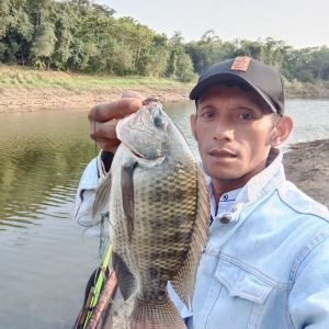 Dijamin neter !! Essen lumut nila liar aroma kuat