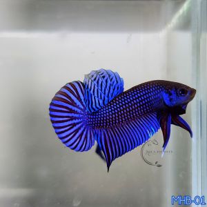 (Show Grade) Betta Mahachai Royal Blue MHB-01 (WYSIWYG) Wild Betta Male only