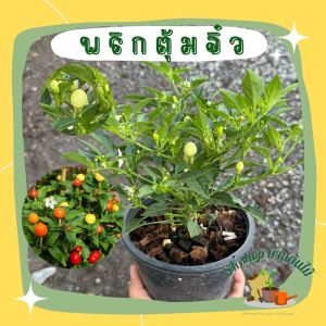 ต้นพริกตุ้มจิ๋ว ติดเม็ดพริกแล้ว ส่งพร้อมกระถาง 5-6 นิ้ว ผักสวนครัว ผักสวนครัวปลูกง่าย ผักสวนครัวพร้อมปลูก ผักออร์แกนิก