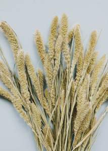 ดอกไม้แห้ง ข้าวฟ่าง หางกระรอก สีขาว พร้อมส่งจาก กทม 15 ดอก 45 บาท