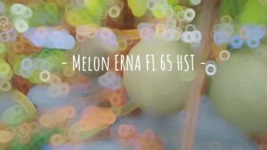 BENIH MELON HIBRIDA ERNA F1 ISI 40 BUTIR BENIH TAHAN GEMINI VIRUS CAP MUTIARA BUMI