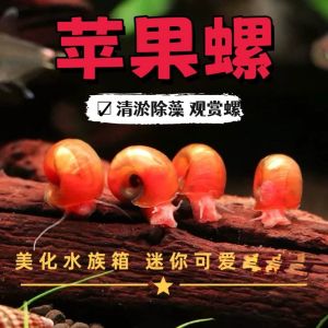 Aquarium cleaning Good Helper (Apple Snail)苹果螺