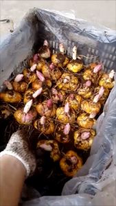 Củ Ly Cao Ly Thơm Ly Kép đủ size từ nhỏ đến lớn - Nhập khẩu Hà Lan củ giống F1 (Tặng phân xơ dừa)