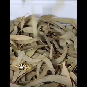 Eucalyptus Leaves Sugar Glider