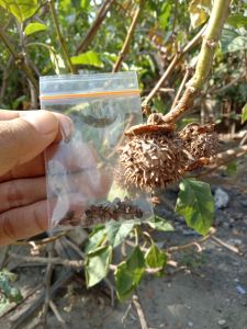 Benih Biji Kecubung kering 20 butir Untuk Racikan Burung