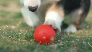 Smart Dog Interactive Toy Ball Electronic Pet Toy Ball USB Automatic Bouncing Rolling Toy Ball With RGB Lights Puppy Cat Product