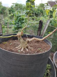 bonsai sancang prokar