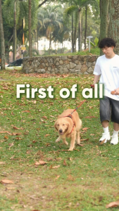 Singapore UltraDog Senior 7+ Years Dog Care Supplement Visible Results in 2–3 Days