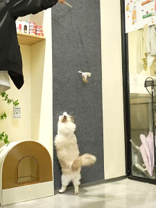 🐾 ที่ลับเล็บแมว พรมลับเล็บแมว ป้องกันรอยขีดข่วน สามารถยึดติดกับผนังผลิตภัณฑ์มาพร้อมกับกาวด้านหลัง มีกาวในตัว ที่ทนทาน สําหรับโซฟา