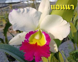 แคทรียาแอนนา ไม่ผ่าแบ่งลำ รับประกันสายพันธุ์