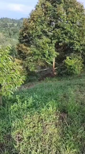 Supe organik Super Series Supeorganik SuperSeries Foliar Fertilizer Super Black 超级系列 叶面肥  超级黑 1KG Baja