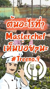 Treeno ซอเรล Sorrel กระถาง 6 นิ้ว สูง 35-40 cm สมุนไพร พืชใบเขียว ลวดลายใบสวย สรรพคุณมากมาย (ต้นไม้)