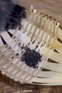 ข้าวหอมนิล ข้าวอินทรีย์ ข้าวกล้องหอมนิล