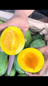 Bibit Mangga Harum Manis Super Okulasi