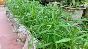 CHINESE KANGKONG SEEDS (60PCS SEEDS) - 1 PACK/HYBRID/EASY TO GROW