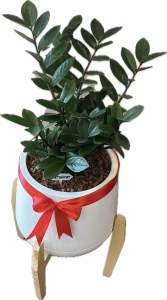 ชุดไม้มงคลกวักมรกตใบกลม พร้อมกระถางเบลล่าขาตั้ง11นิ้ว