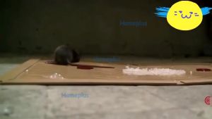 Lem Perangkap Tikus Rat King A05 Super Kuat Lengket Jenis Lem Perangkap Tikus Air Mouse Stiker